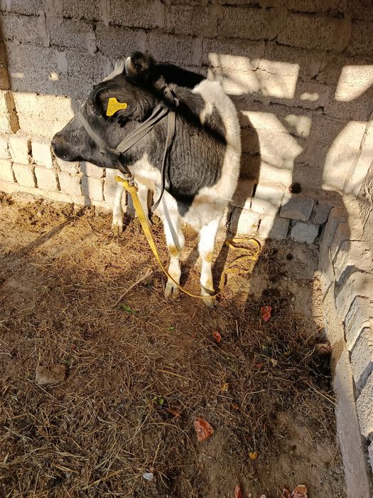 Mol sotiladi g'unajin yosh