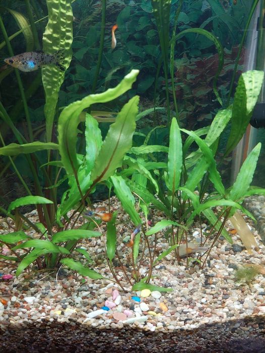 Аквариумные растения