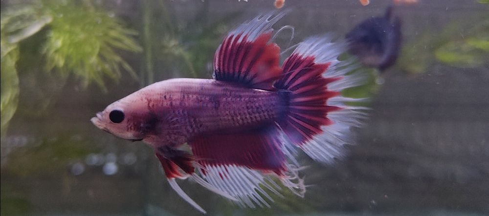 Pesti Betta Splendens Halfmoon Samurai Combtail Acvariu Masculi Femele