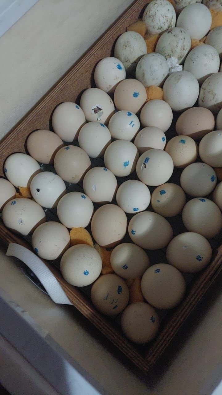 Продам яйцо инкубационное породы Барковская Барвистая 300тенге за 1шт.