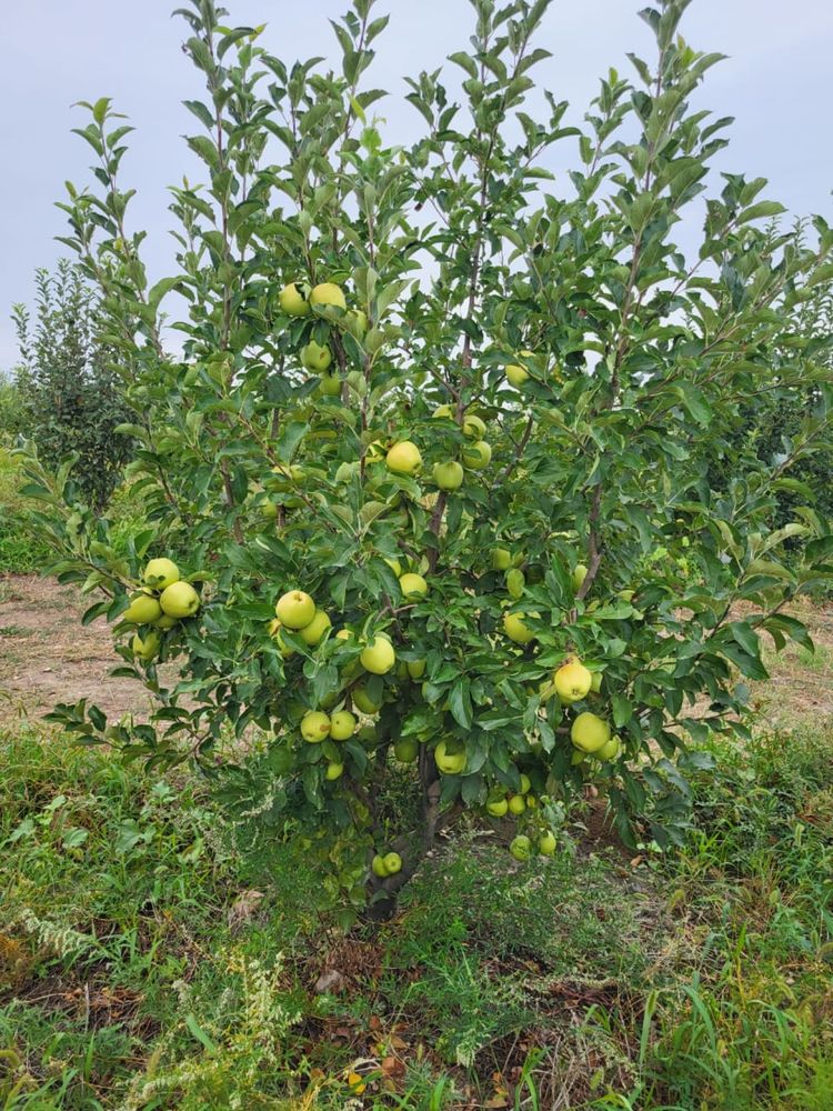 Яблоки с корня (Байдибек би)