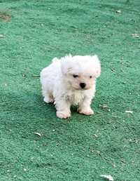 Bichon maltez talie mica