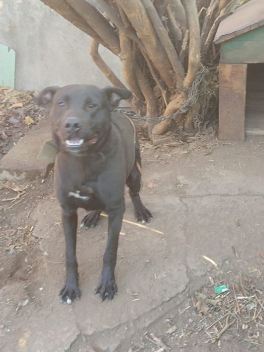 Отдам собаку в добрые руки