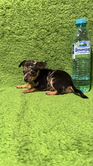 Мъжки и женски мини пинчери