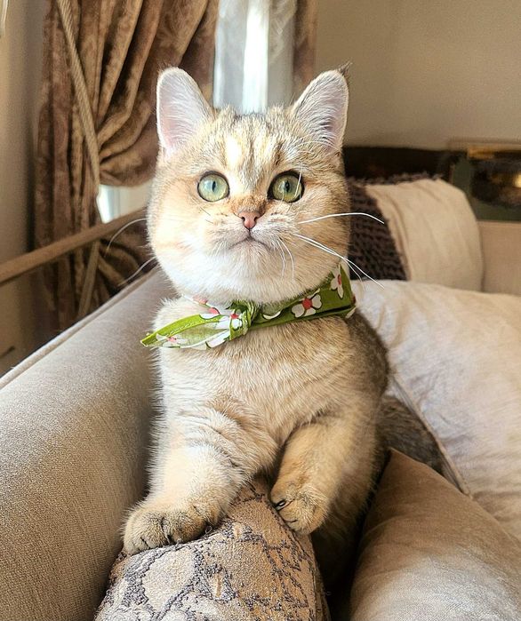 British Shorthair Golden cu pedigree