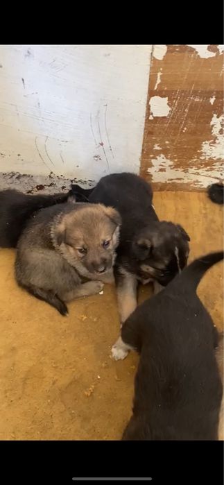 Отдам шенят смесь хаски и овчарки