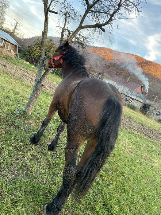Vând Mânz castrat foarte cuminte