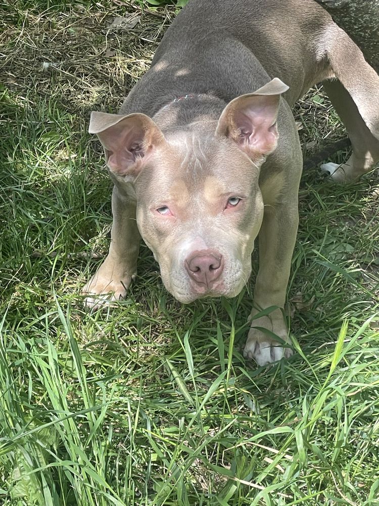 American bully  Tri lilac