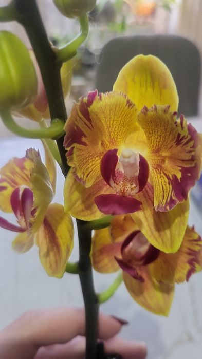 Продам цветущую орхидею, азиатка