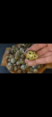 Oua de prepeliță