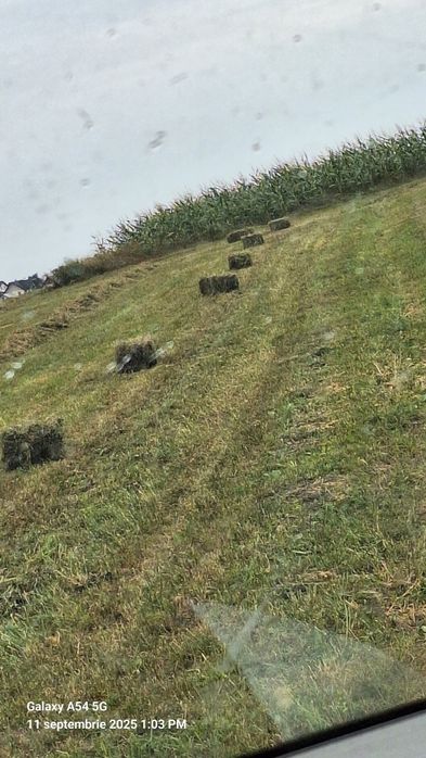 Vând baloti de lucerna