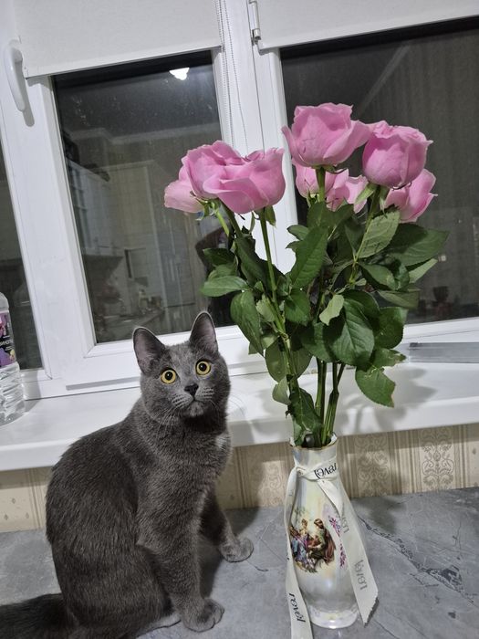 отдам в хорошие руки