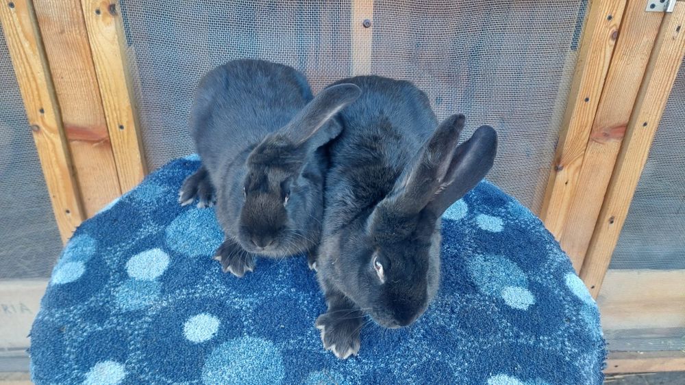 Vând Iepuri Pereche Berbec German