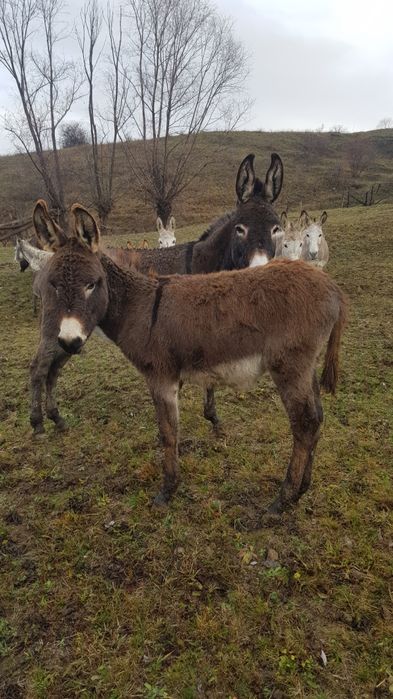 Schimb măgărițe cu pui cu diverse