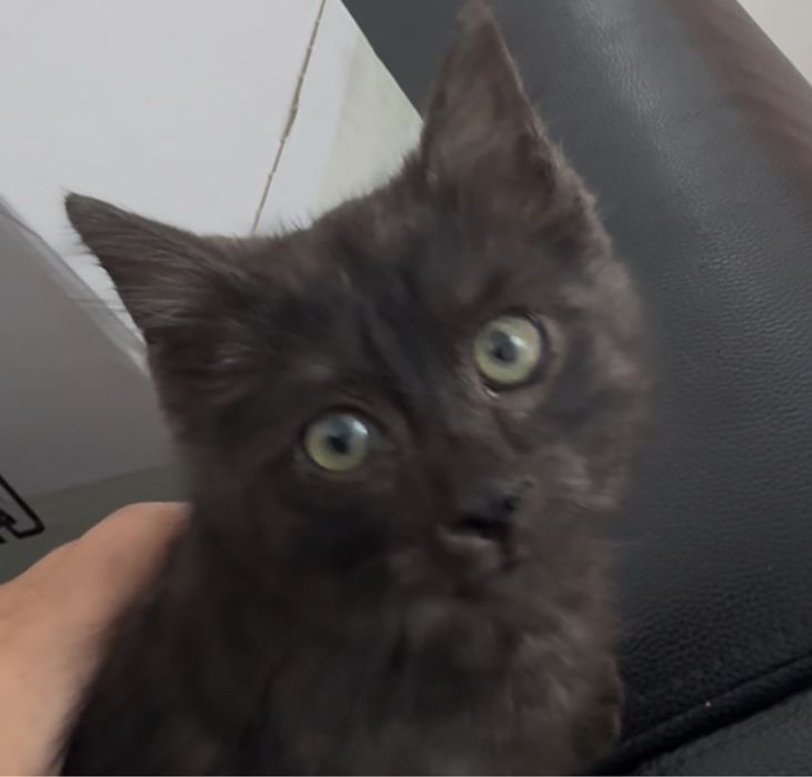 Отдам котенка в хорошие руки