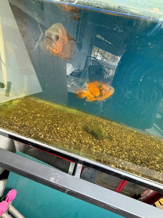 Астронотус 20+ см