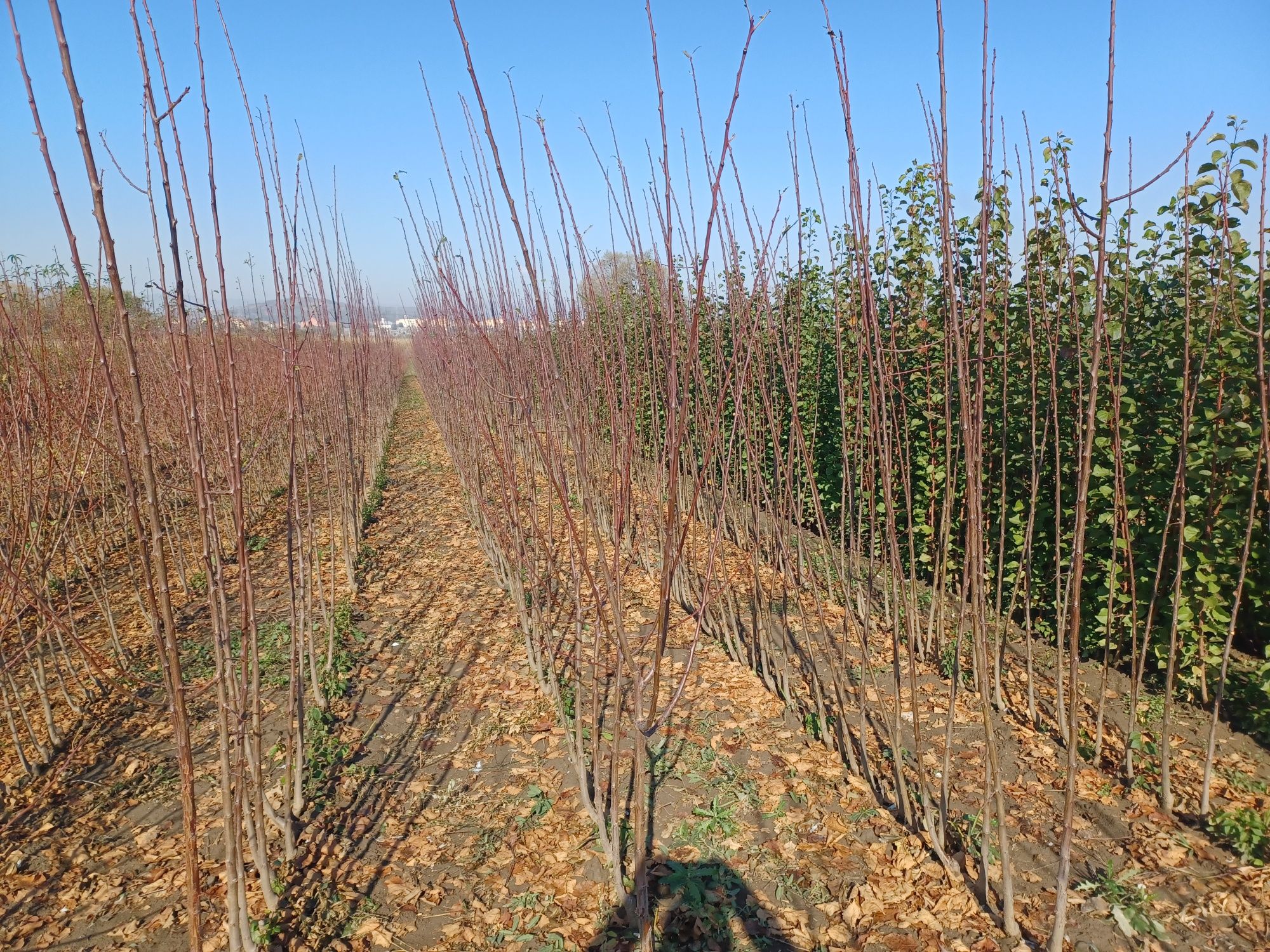 Pomi fructiferi direct de la producator