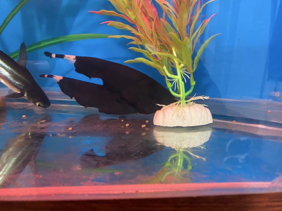 Sotiladi 250 mindan donasi