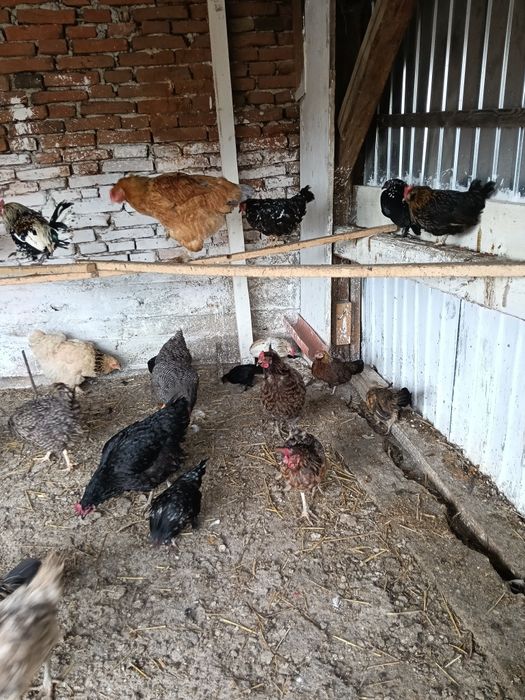 Vând găini diferite rase