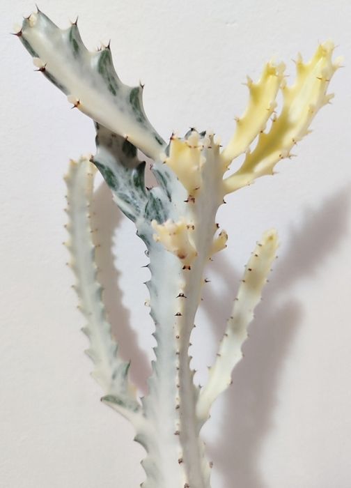 Euphorbia lactea White Ghost