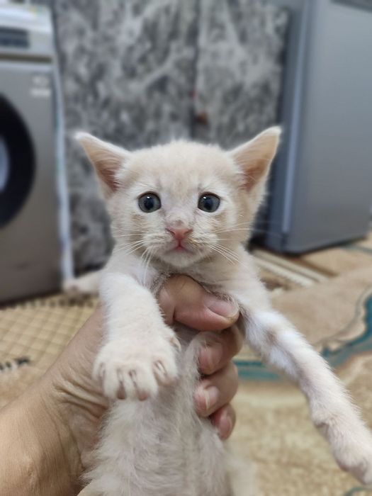 2 ойлик. Мушук болалари