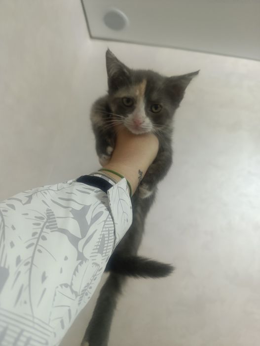Котята отдам даром