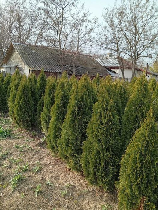 tuia  Biota-Reducere