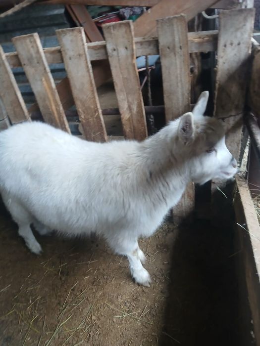 Коза ешкы лак теке