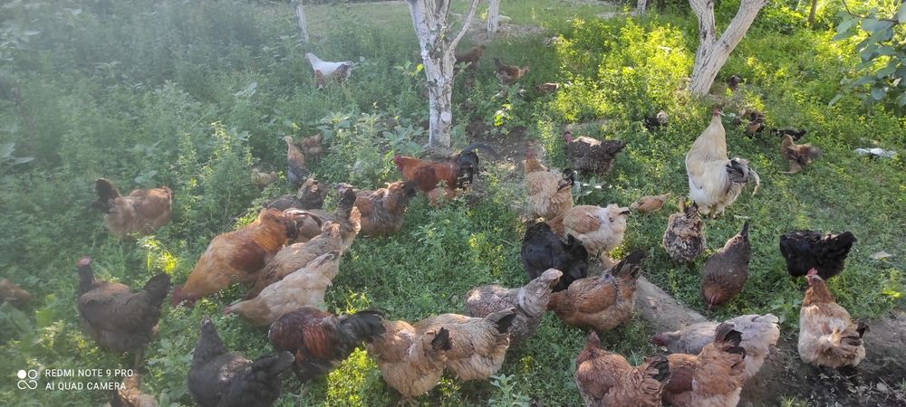 Шөжелер сатылады!