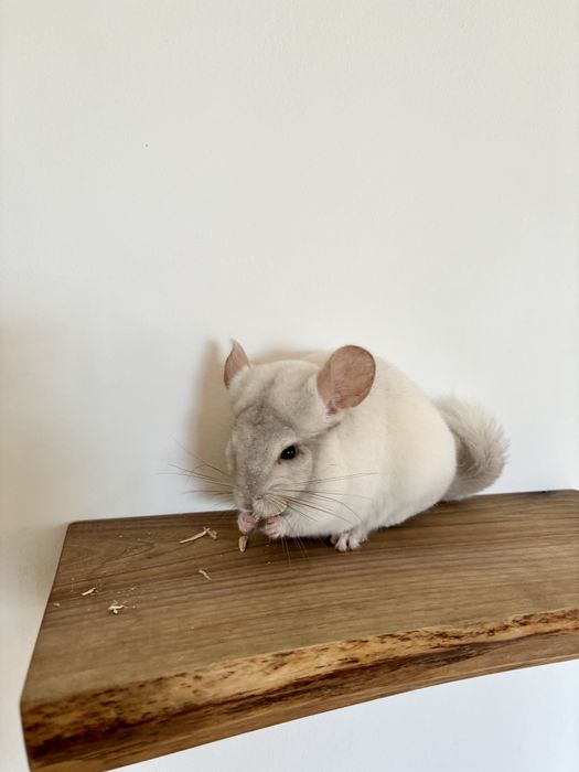 Pui de cincila sinsila chinchilla chinchila + cuscă si accesorii