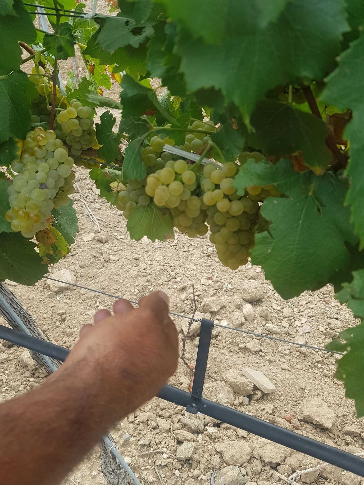 Продавам грозде качествени сортове