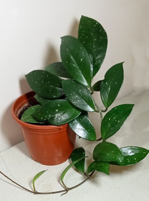 Продам. Хойя - красивоцветущие комнатное растение