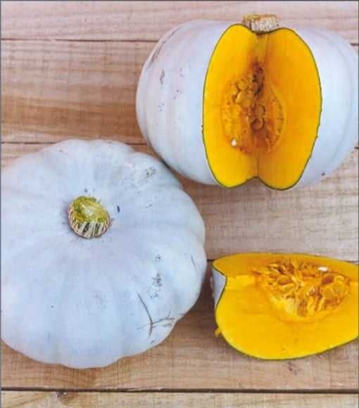 Sfecla rosie, Dovleac placintar