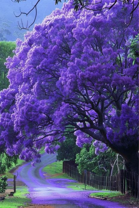Jacaranda mimosifolia