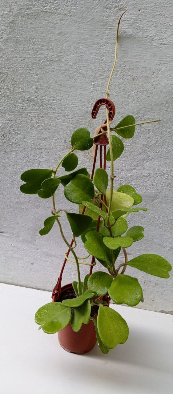 Хойя Керри(Hoya Kerrii) в наррде Зелёное сердце. Экзотическое растение