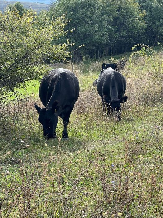 Vand vaci Aberdeen Angus