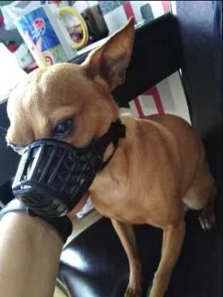 Намордник за куче наморник за голямо малко куче регулируем namornik