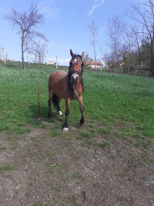 Cal de vanzare.