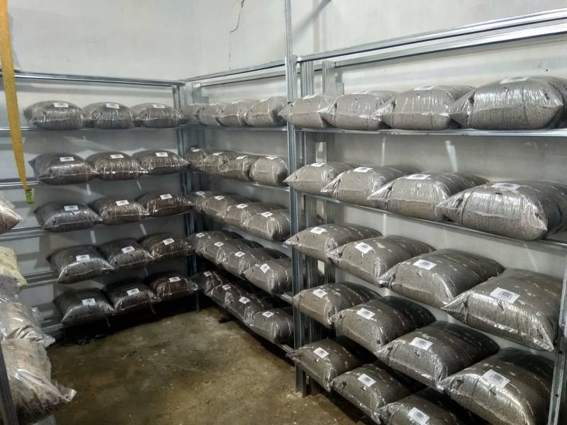 Гъби кладница, чували със заразен субстрат! " Ферма за гъби Койчеви