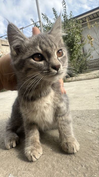 Бесплатно котята