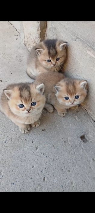 Britaniskiy zolotaya shinshila