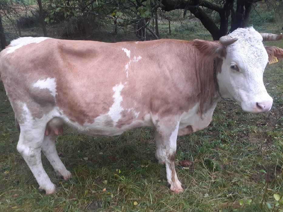 Vând vacă rasa baltata romaneasca
