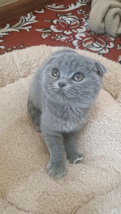 Chiroyli mushik bolasi