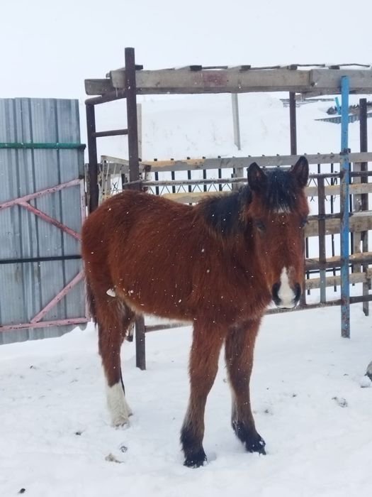 Жабағы сатылады бағасы 230 000тг