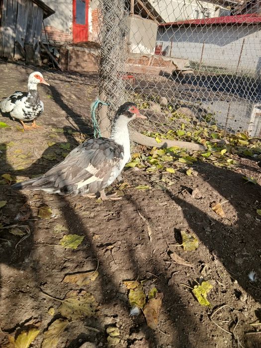 Rate mute de vanzare