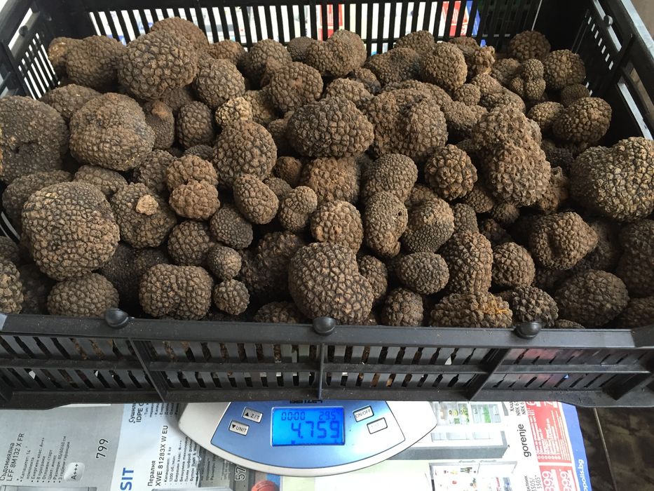 Трюфели, паста и зехтин с трюфели за обучение на кучета