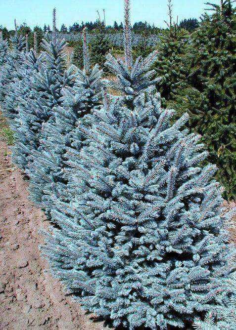 Сребристни елхи и смърчове