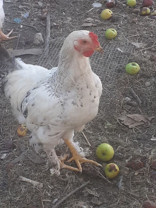 Cocos de rasa 100 Ron/buc.