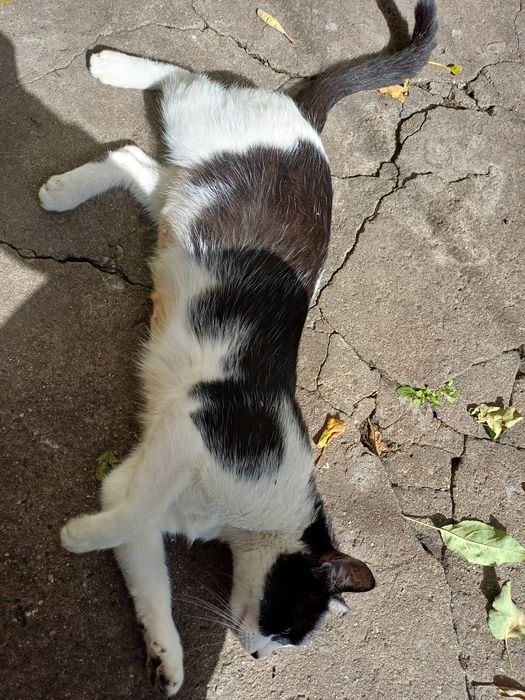 Подарявам гальовна женска котка