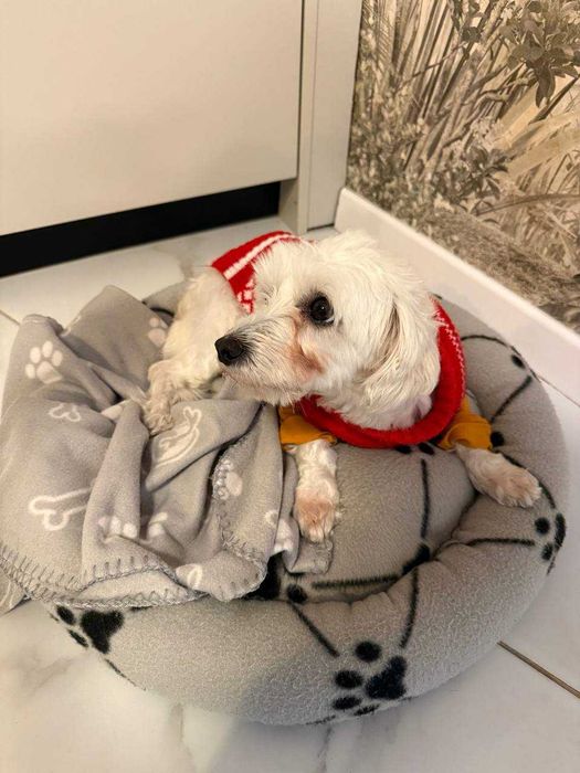 Bichon, caut o casuta calda